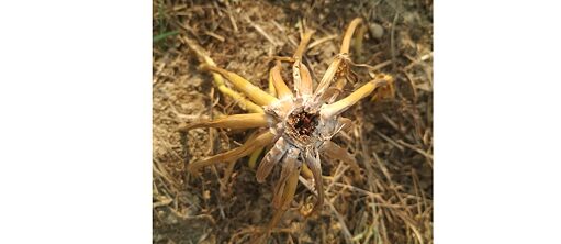 Late Harvest © Dharmendra Prasad