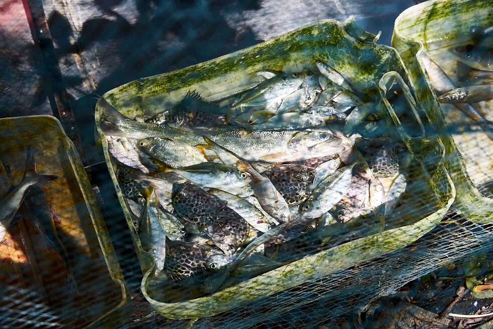 Sea and fish