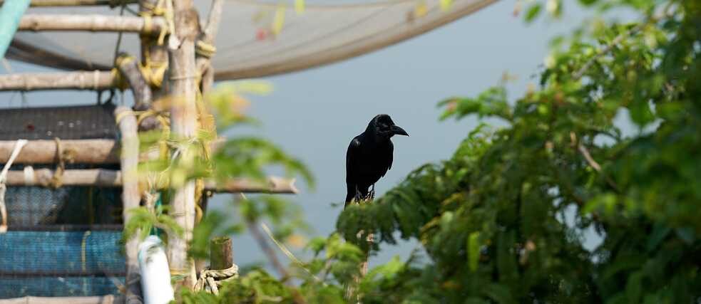 The crow