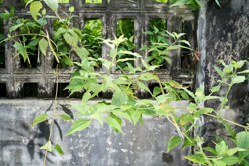 siam weed