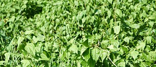 Let's Talk with Flo Maak