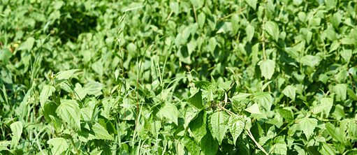 Let's Talk with Flo Maak