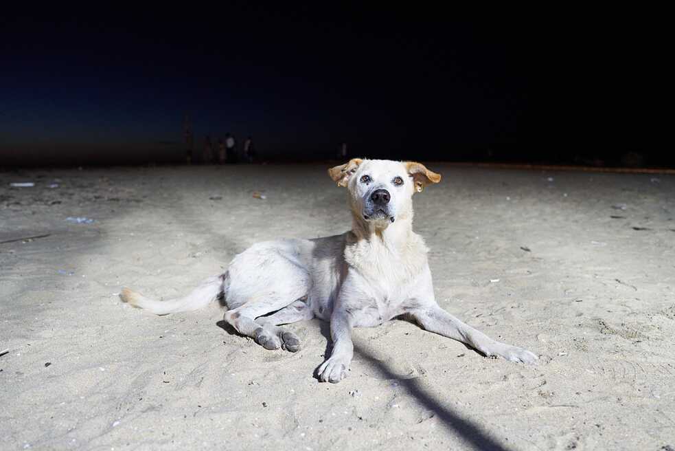 Dog