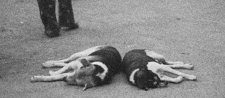 Jump with an Equanimous Posture into the River