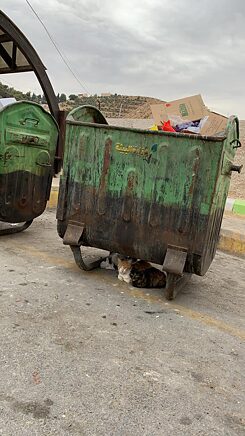 Straßenkatzen warten auf ihr Essen