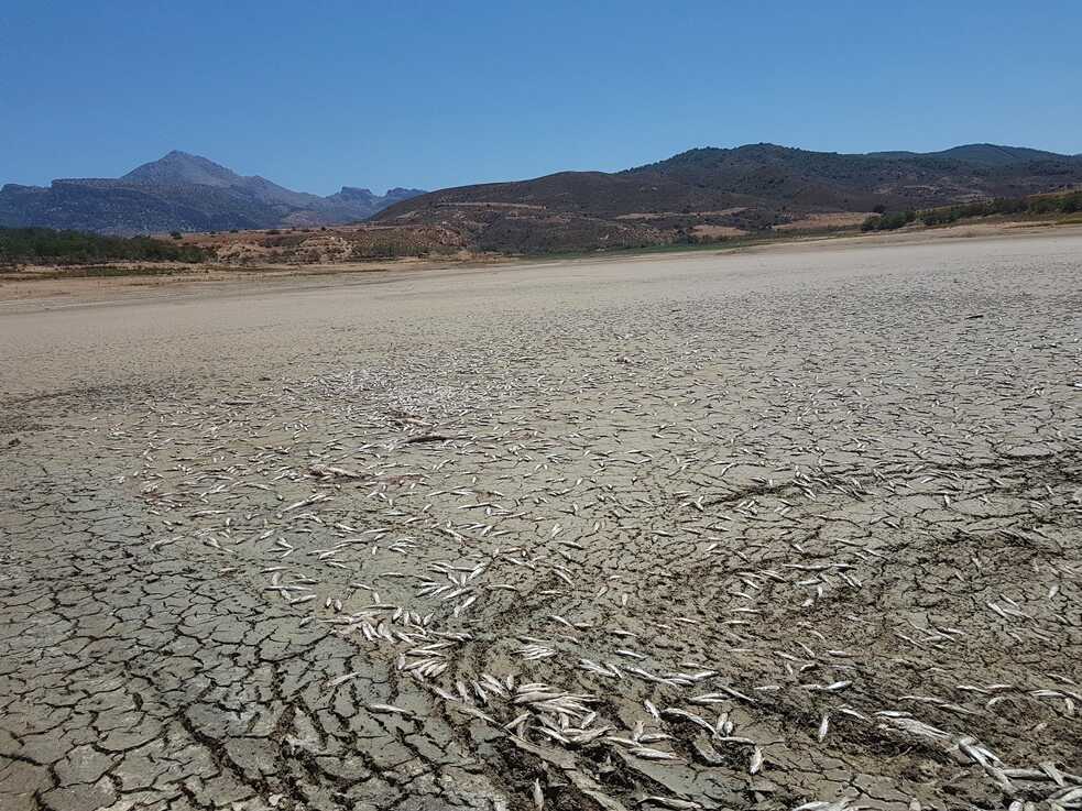 A dried out dam, its ground covered in dead fish. 