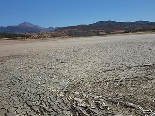 A dried out dam, its ground covered in dead fish. 