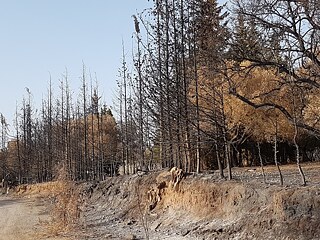 Image d'une forêt après un incendie.
