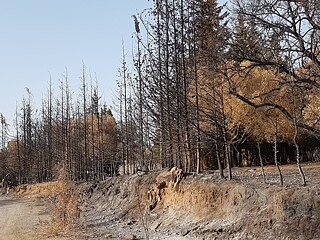 Image of a forest after a fire.