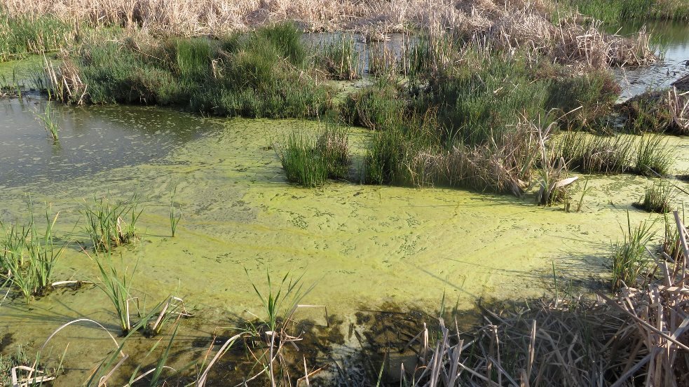 Nahaufnahme eines verschmutzten Flusses, bedeckt mit Grünwuchs