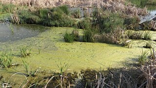 Close-up of a polluted river, its surfaced covered in green substance.
