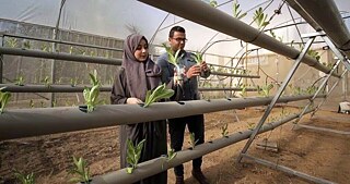 Les deux frères ingénieurs agronomes Abou Daqqa observent les plantules cultivées par hydroponie