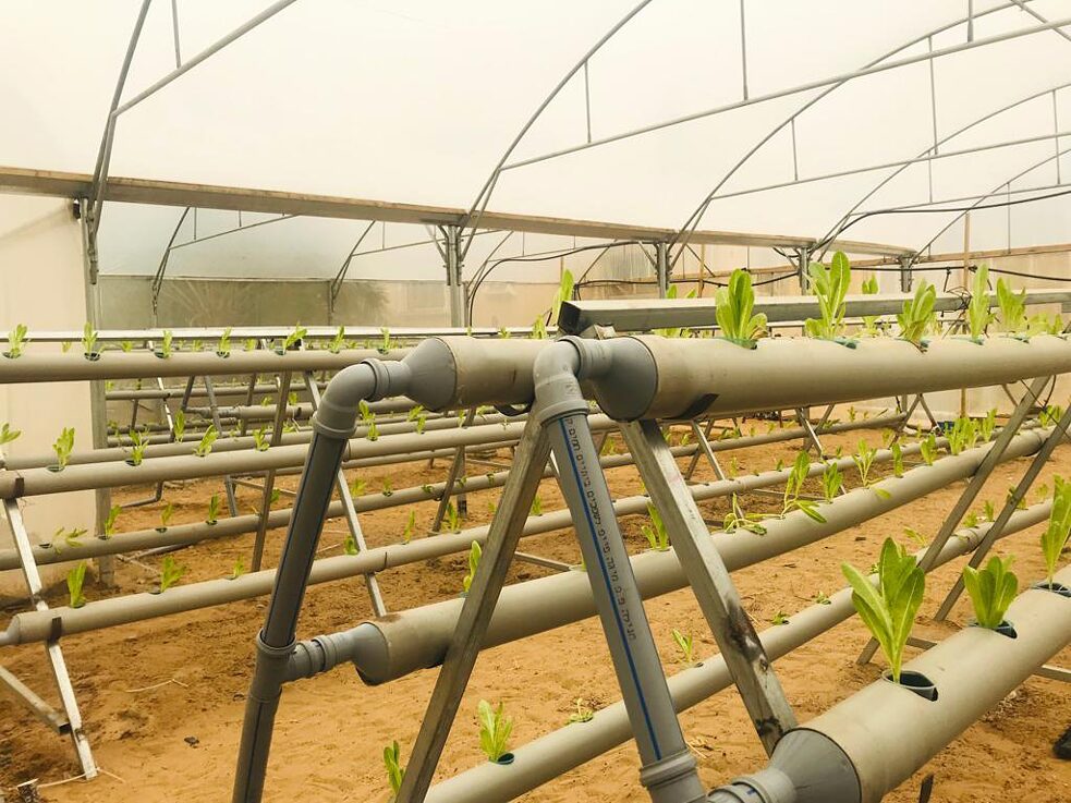 صورة لشتلات الخس تنمو في أحد بيوت الزراعة المحمية باستخدام تكتولوجيا الزراعة المائية.