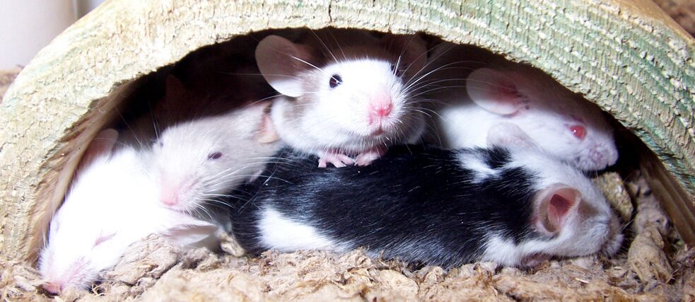 Image: Alexas_Fotos / Alexandra