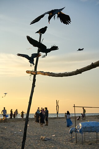 Crows on the beach_Flo Maak © © Flo Maak Krähen am Strand