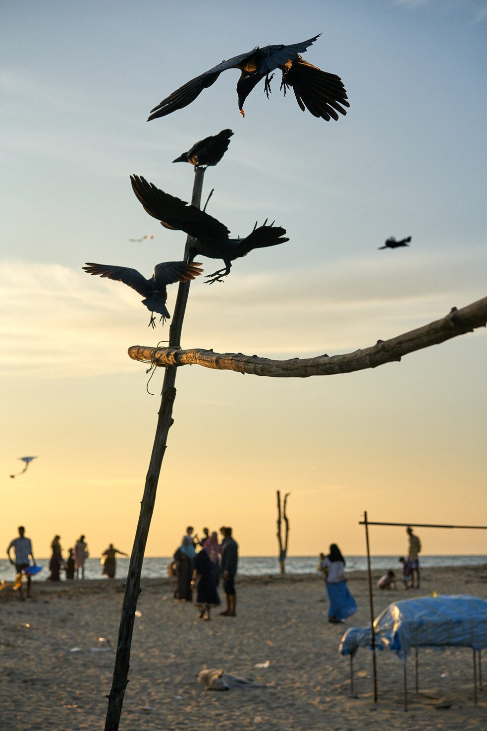 Crows on the beach_Flo Maak