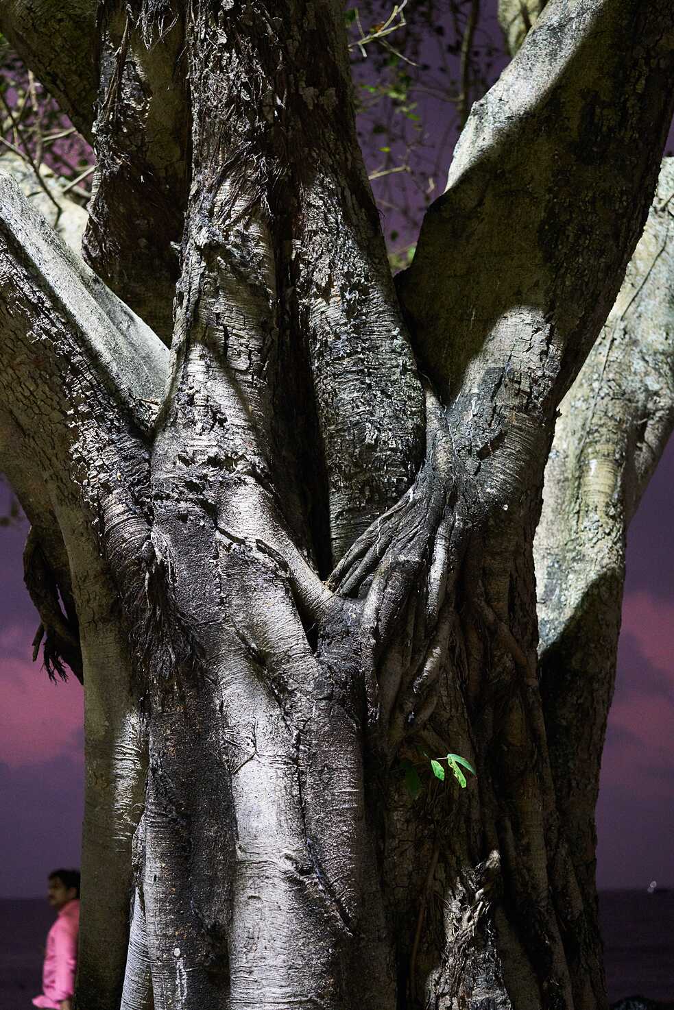 Tree_Flo Maak