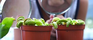 House of Little Scientists - Biting Plants