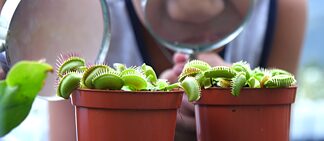 บ้านนักวิทยาศาสตร์นอ้ย ตอน ตน้ไมจ้อมงับ