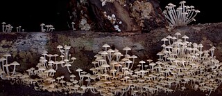 The Kingdom - How Fungi Made Our World