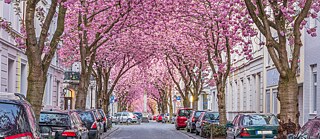 Ein Dach in Pink: Die Bonner Altstadt zur Kirschblütenzeit. 