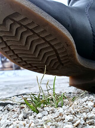 Фотомайстерня трава © Фото: Олександра Семенченко © Goethe-Institut Фотомайстерня