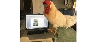 Cock-a-doodle-doo © Nirali Lal