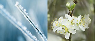Winterlied und Frühlingslied