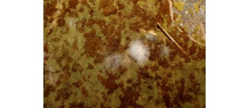 Fungal Garden © Maksud Ali Mondal