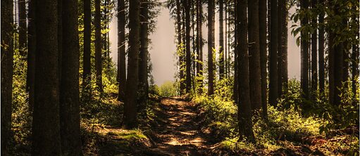 Mythos deutscher Wald