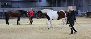 Letztendlich ist es mir sogar gelungen, mich bis zu einer Pferde-Show durchzuschlagen..