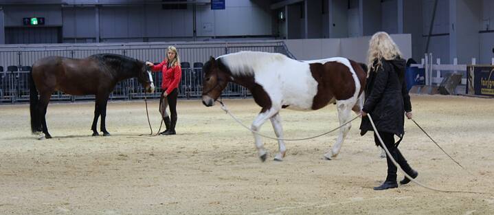 Podařilo se mi nakonec prodrat i ke koňské exhibici...