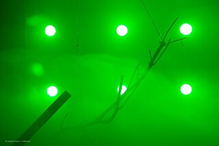 Goethe-Institut - Goethe-Découverte Lontsi-737_BON5