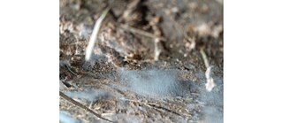 Fungal Garden © Maksud Ali Mondal