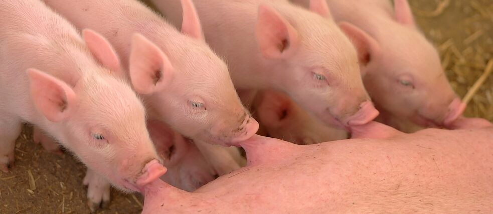 Zehntausende lebende Schweine und unzählige Tonnen gekühlten und gefrorenen Schweinefleischs fahren aneinander vorbei
