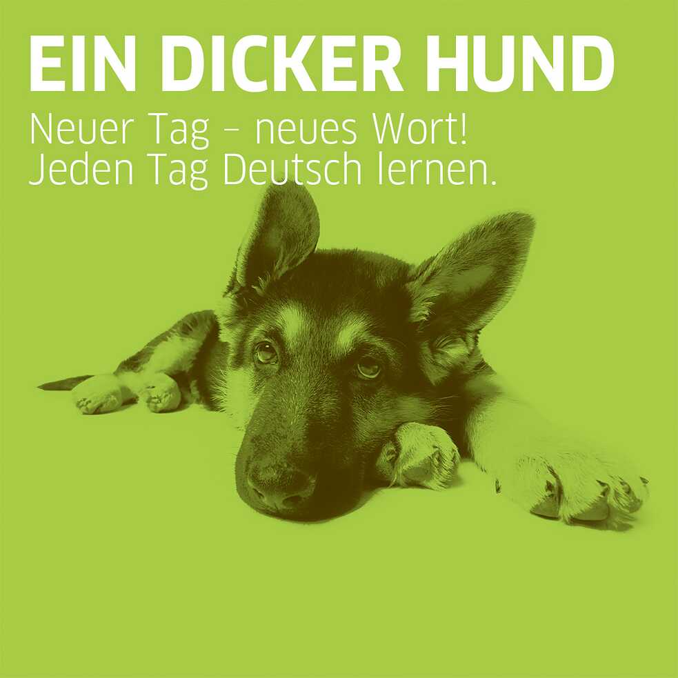Hund 