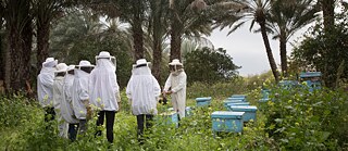Lernen die Prozesse der Bienenhaltung 