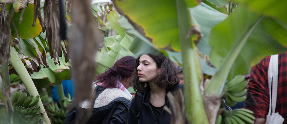 Anbauen der Bananen im Jordaniental 