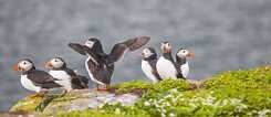 Rescued Puffins