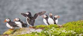 Rescued Puffins