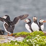 Rescued Puffins