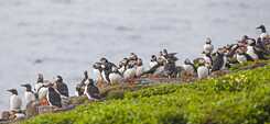 Puffins returning to freedom healthy
