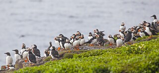 Puffins returning to freedom healthy