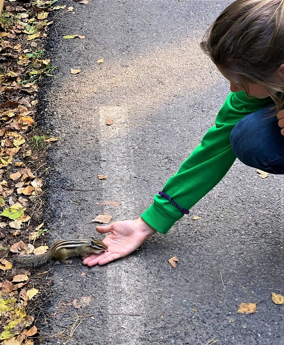 Neugieriges Streifenhörnchen