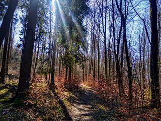 Foto: Einer meiner vielen Lieblingsorte im Thüringer Wald. Credit: Imogen Thirlwall.