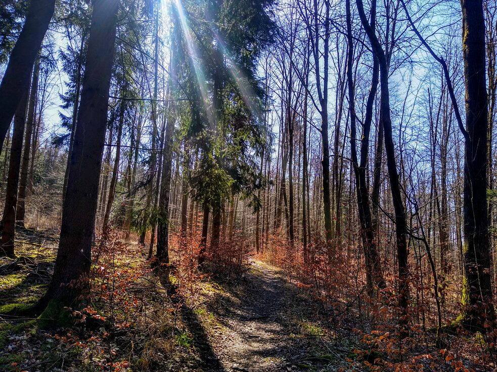 Photo: One of many favourite spots within the Thüringer Wald. Credit: Imogen Thirlwall.