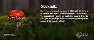 Gluckspilz