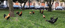 Os animais aventuram-se cada vez mais pelas ruas em Lisboa. No jardim em frente ao Goethe-Institut, no entanto, há muito tempo que os as galinhas e os galos marcam presença. Quando ouvimos o cantar dos galos pela manhã (ou pela tarde), mais parece que estamos em pleno campo, e não no coração da cidade. E agora uma história curiosa: há uns anos, uma galinha preta tornou-se uma visita diária no instituto. Todos os dias atravessava a estrada e entrava pela nossa porta para vir pôr um ovo no gabinete dos nossos colegas. Foi assim durante uma semana. A Bertha (o nome que lhe demos) nunca mais será esquecida.