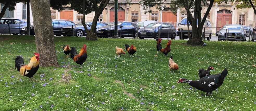 In vielen Ecken Lissabons erobern derzeit die Tiere den nahezu menschenleeren Raum. Im Park vor dem Goethe-Institut jedoch haben Hühner und anderes Federvieh schon immer das Sagen. Wenn den ganzen Tag über die Hähne krähen, fühlt man sich auf diesem Hügel im Herzen der Stadt wie auf dem Land. Vor einigen Jahren spazierte eine Zeitlang täglich und wie selbstverständlich eine schwarze Henne in unser Gebäude und legte dort insgesamt acht Eier. Bertha ist bis heute unvergessen!