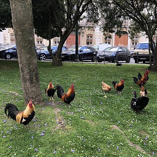 Dans de nombreux endroits de Lisbonne, les animaux sont actuellement à la conquête de l'espace presque désert. Mais dans le parc devant le Goethe-Institut, les poulets et autres volailles ont toujours eu leur mot à dire. Lorsque les coqs chantent toute la journée, on a l'impression d'être à la campagne sur cette colline au cœur de la ville. Il y a quelques années, une poule noire est entrée dans notre bâtiment tous les jours pendant un certain temps et a pondu un total de huit œufs. Nous pensons encore bien souvent à notre Bertha !